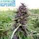 Purple Siesta - Premium ekologisk CBD hampa blomma