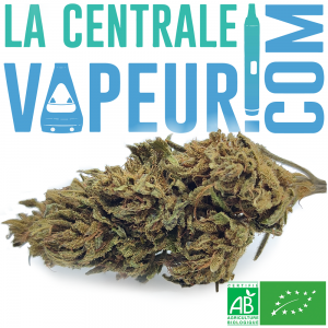 Purple Monki Bio - Fleur de chanvre biologique française CBD + CBG Premium