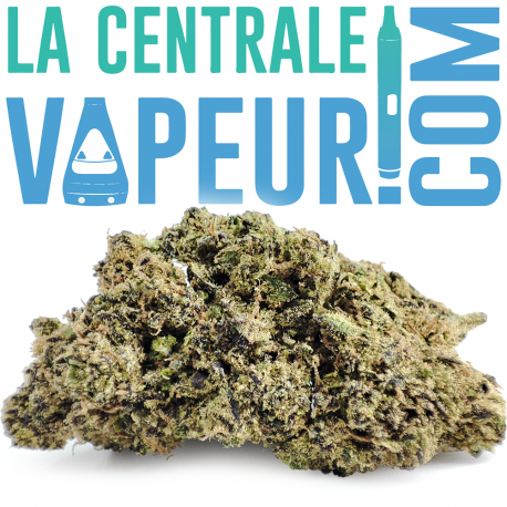 Critical Cheese - Fleur de chanvre premium 12 % CBD