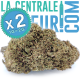 Watermeloen Candy 10-OH-HHC - Versterkte premium CBD hennepbloem