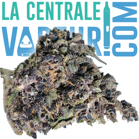 Purple - Fleur de chanvre 7 % CBD