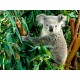 Eucalyptus -Eucalyptus globulus 30g