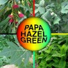 Papa Hazel Green - 30g