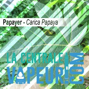 Organic Papaya Leaf - 30g
