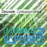 Citronnelle - 30g