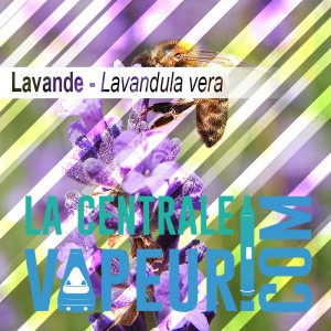 Lavender - 30g