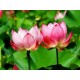 Lotus Rouge 5g résine x100 - lys rouge - nymphaea rubra