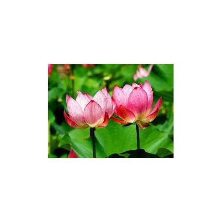 Lotus blanc 5g résine x100 - nelumbo nucifera