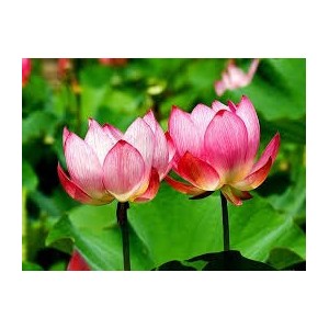 Lotus Rouge 5g résine x100 - lys rouge - nymphaea rubra