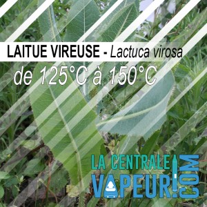 Laitue Vireuse - 30g