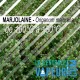 Marjolaine - 30g