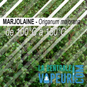 Marjolaine - 30g