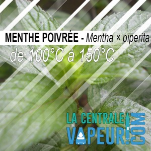 Menthe Poivrée - 30g