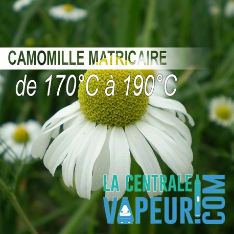 Camomille Matricaire Bio par 30 G - Plantes sèches en vrac